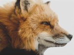 (image for) Red Fox